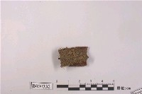 藏品(睫毛蘚)的圖片